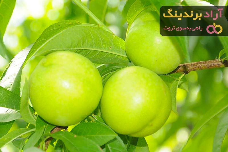 قیمت شلیل سفید + خرید و فروش شلیل سفید عمده