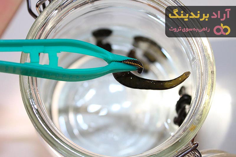 معرفی انواع زالوی آب شور + قیمت خرید