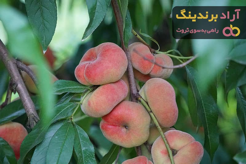 خرید هلو انجیری زعفرانی دیررس با قیمت استثنایی