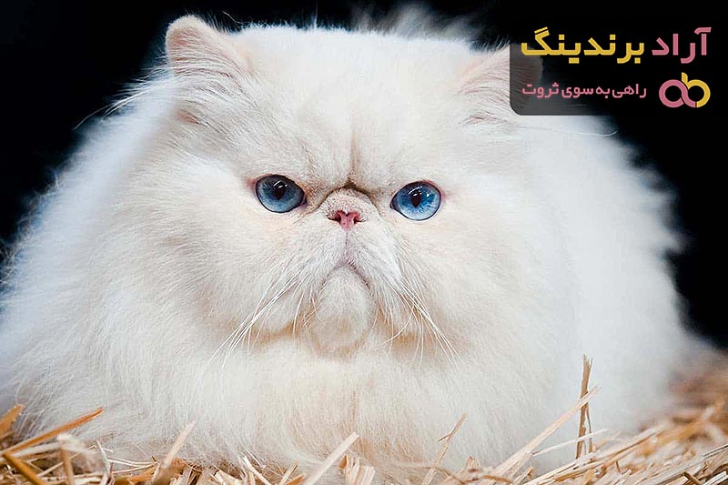 بیماری های گربه پرشین سفید چشم آبی و نحوه نگهداری 