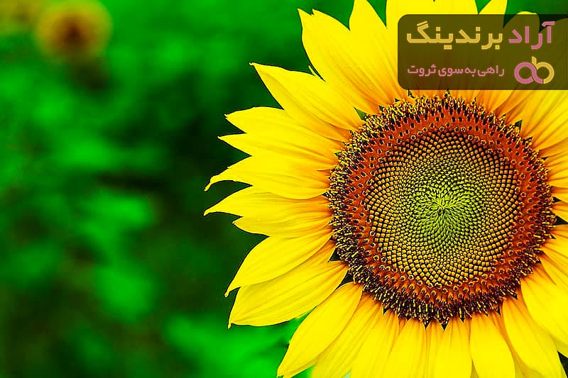 قیمت خرید گل آفتابگردان + فروش در تجارت و صادرات