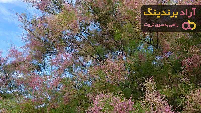 معرفی انواع گزانگبین مظفری + قیمت خرید روز