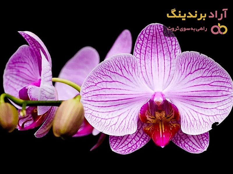 خرید و قیمت گل ارکیده مصنوعی شاخه ای