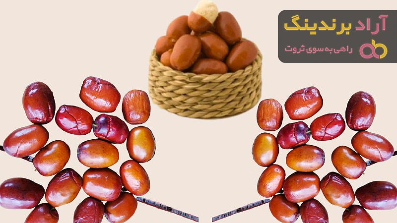 خرید و قیمت بهترین انواع سنجد زینتی