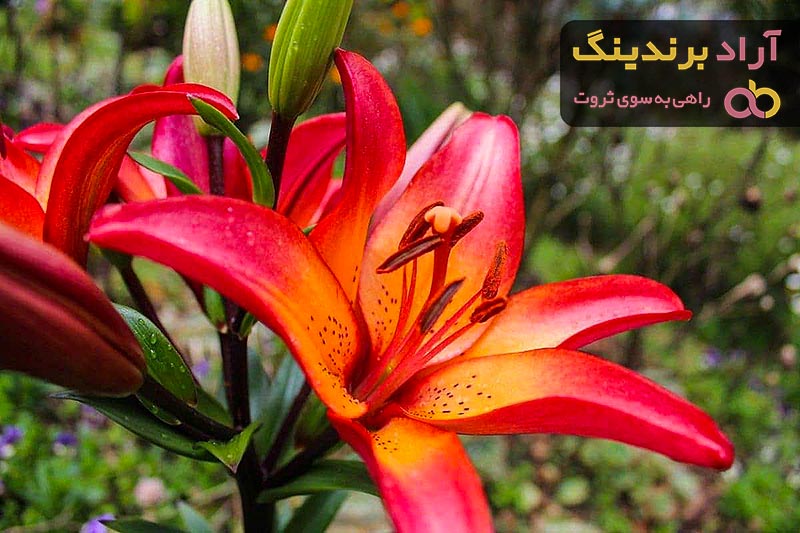 قیمت گل لیلیوم طبیعی + پخش تولیدی عمده کارخانه