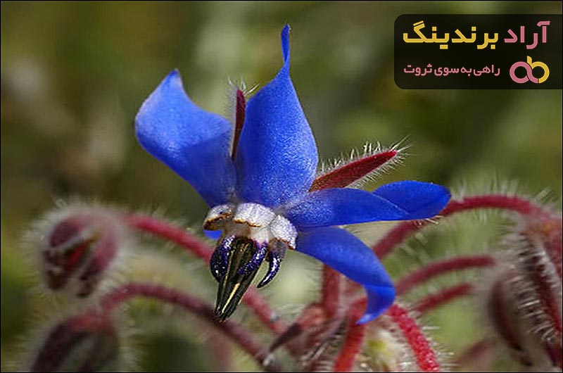 خرید گل گاوزبان تازه | فروش با قیمت مناسب