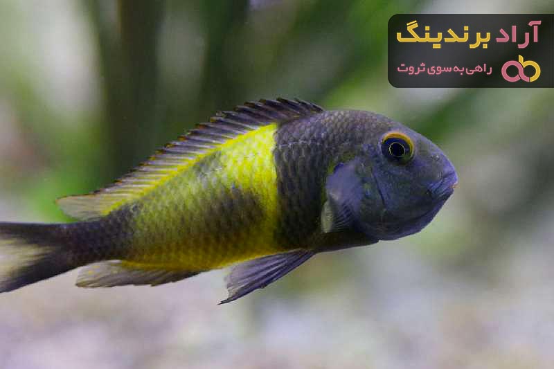 معرفی ماهی بارب فسفری + بهترین قیمت خرید