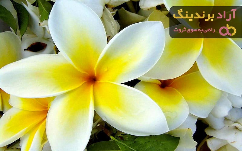 قیمت گل مریم + پخش تولیدی عمده کارخانه