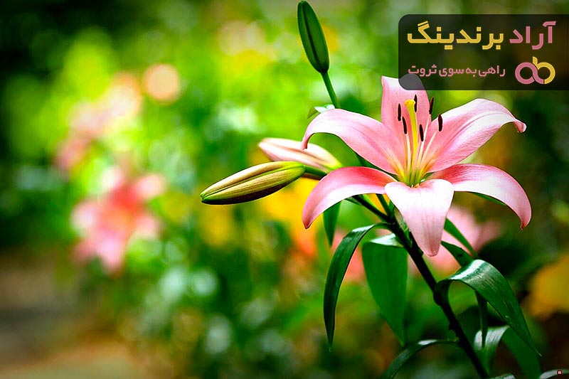 قیمت خرید گل لیلیوم صورتی + تست کیفیت