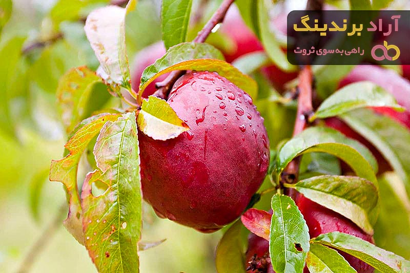 قیمت خرید نهال شلیل زودرس + تست کیفیت