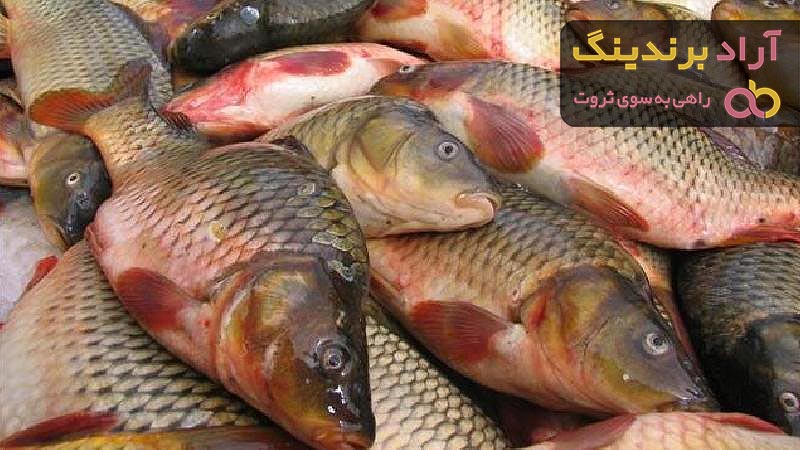 قیمت ماهی کپور جنوب + خرید و فروش ماهی کپور جنوب عمده