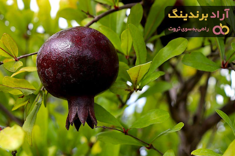 مقایسه قیمت خرید انواع انار شیرین در دی ۱۴۰۱