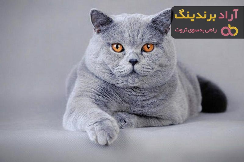 معرفی گربه بریتیش + بهترین قیمت خرید