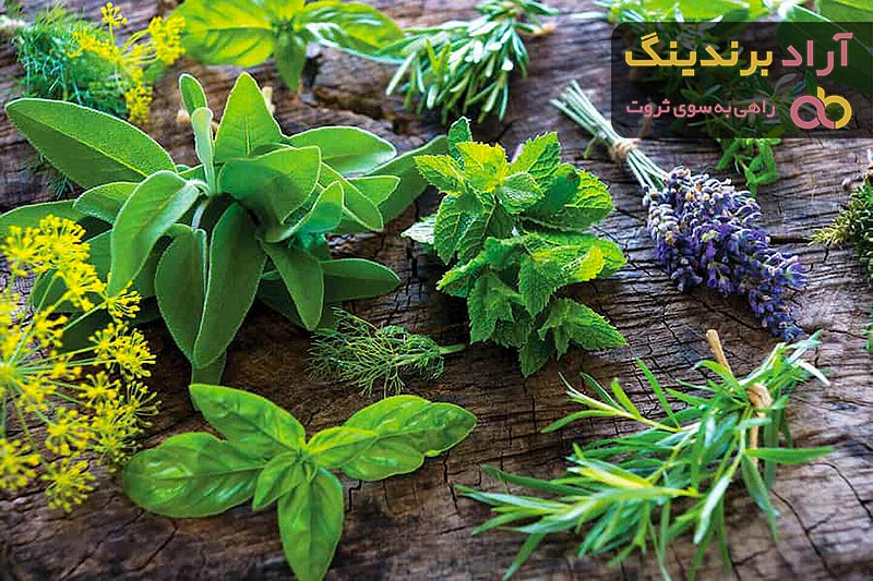 خواص گیاهان دارویی در درمان بیماری ها + قیمت خرید