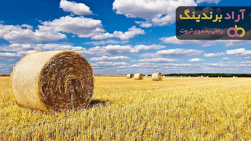 بهترین یونجه خشک برای خرگوش + قیمت خرید عالی