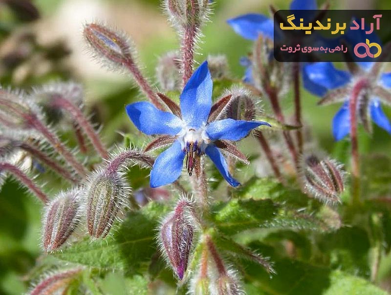 خرید و قیمت گل گاو زبان خشک شده