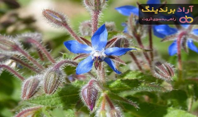 خرید و قیمت گل گاو زبان خشک شده