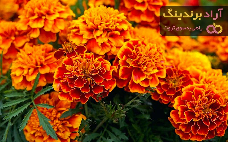 بهترین گل همیشه بهار + قیمت خرید عالی