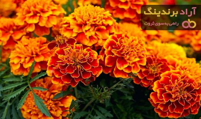 بهترین گل همیشه بهار + قیمت خرید عالی