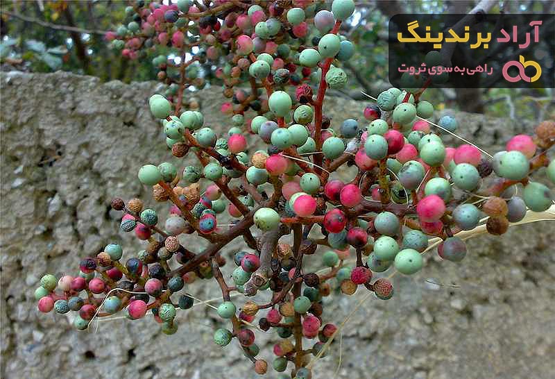 خرید و قیمت انواع پسته کوهی بنه