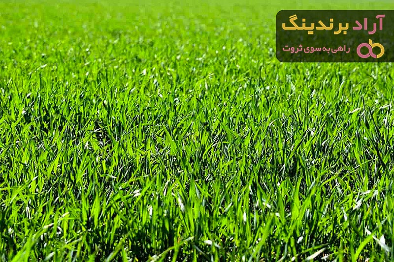 لیست قیمت یونجه خشک فروشی ۱۴۰۱