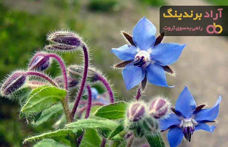 گل گاوزبان اروپایی | فروشندگان قیمت مناسب گل گاوزبان اروپایی