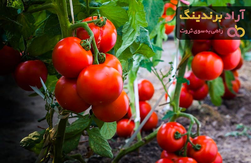 قیمت و خرید گوجه فرنگی گلخانه ای هیدروپونیک + فروش ارزان