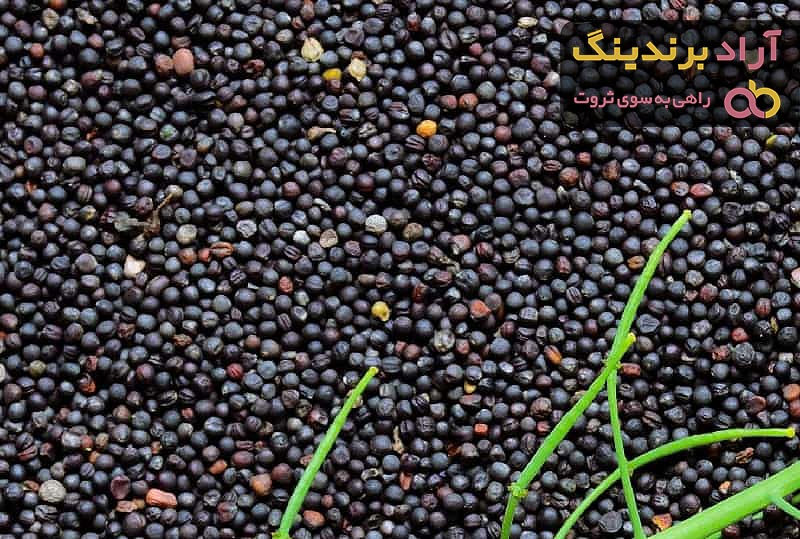 خرید جدیدترین انواع دانه کلزا از معتبرترین برندهای دنیا