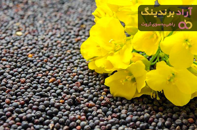 معرفی انواع دانه کلزا + قیمت خرید روز
