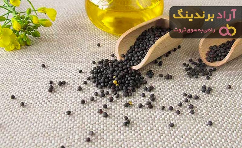 بهترین دانه کلزا کدام است؟ + مقایسه کامل | قیمت عالی