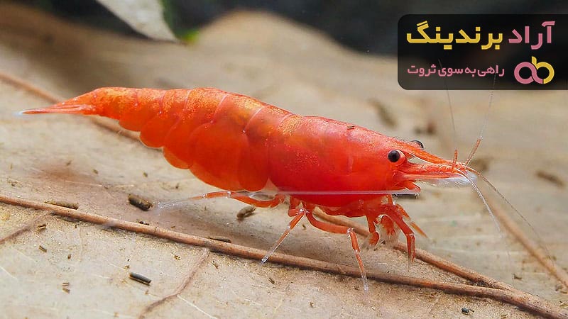 غذای میگو | فروشندگان قیمت مناسب غذای میگو