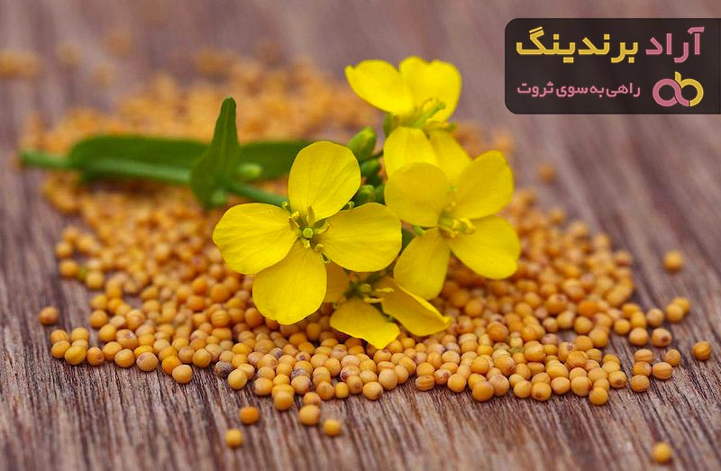 دانه روغن کانولا + قیمت خرید، کاربرد، مصارف و خواص
