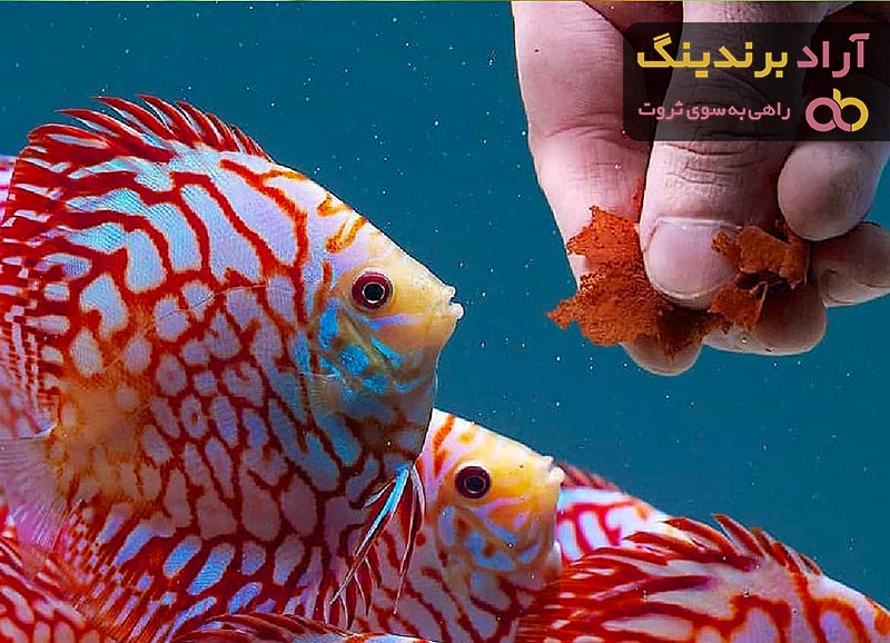 خرید انواع غذای میگو آکواریوم + قیمت