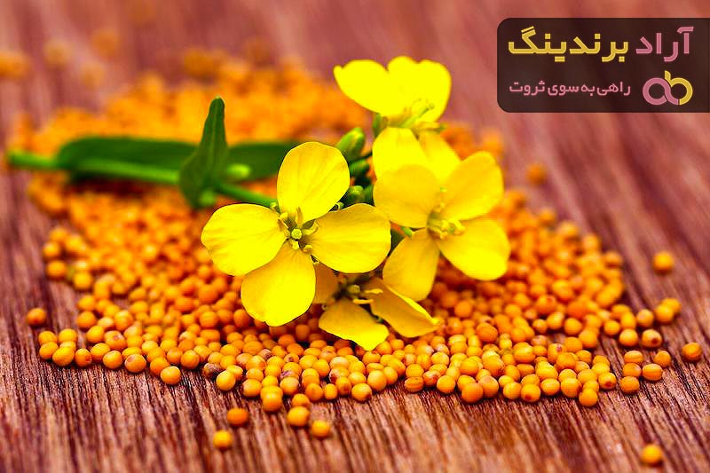 خواص دانه روغنی کلزا و عوارض احتمالی آن برای بدن