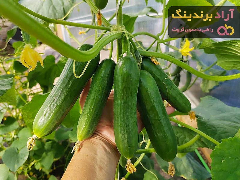 بذر خیار سبز بوته ای درجه یک | قیمت عالی