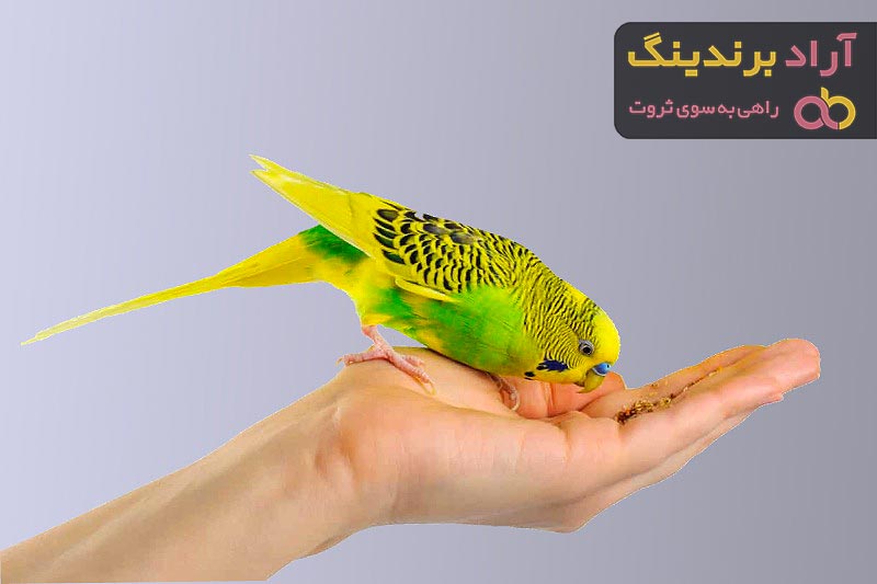 بهترین دانه کزا کیلویی + قیمت خرید عالی