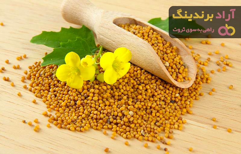 دانه کلزا مشهد + قیمت خرید، کاربرد، مصارف و خواص