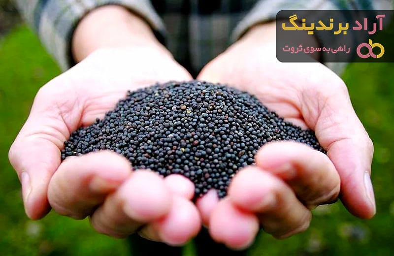 دانه کلزا | خرید انواع دانه کلزا در بسته بندی های مختلف