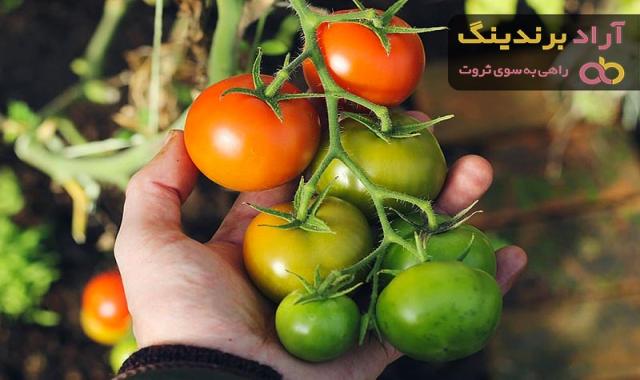 خرید و قیمت گوجه فرنگی سیاه رفسنجان عمده و فله