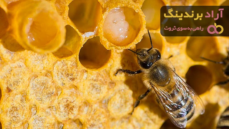 قیمت خرید ژل رویال اصفهان + خواص، معایب و مزایا