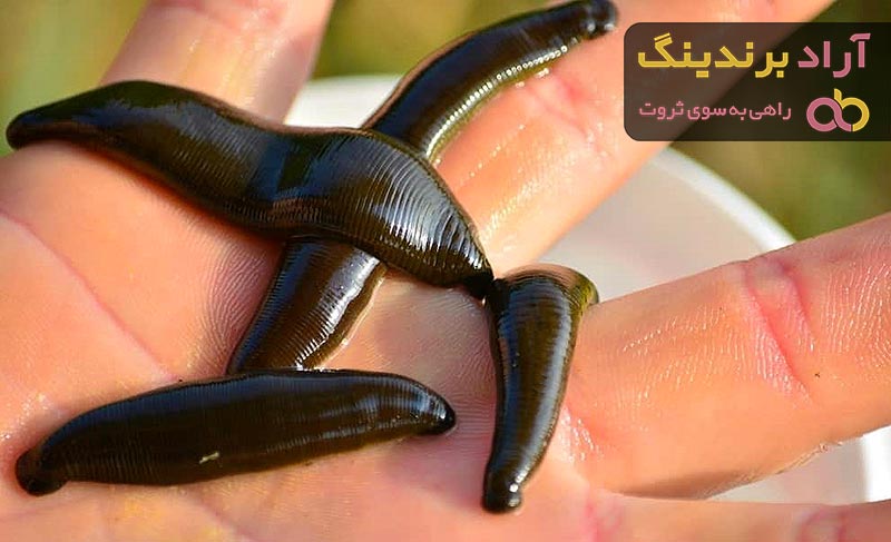 راهنمای خرید زالو طبی کرج + قیمت عالی