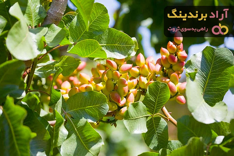 خرید مغز پسته کوهی بنه با قیمت استثنایی