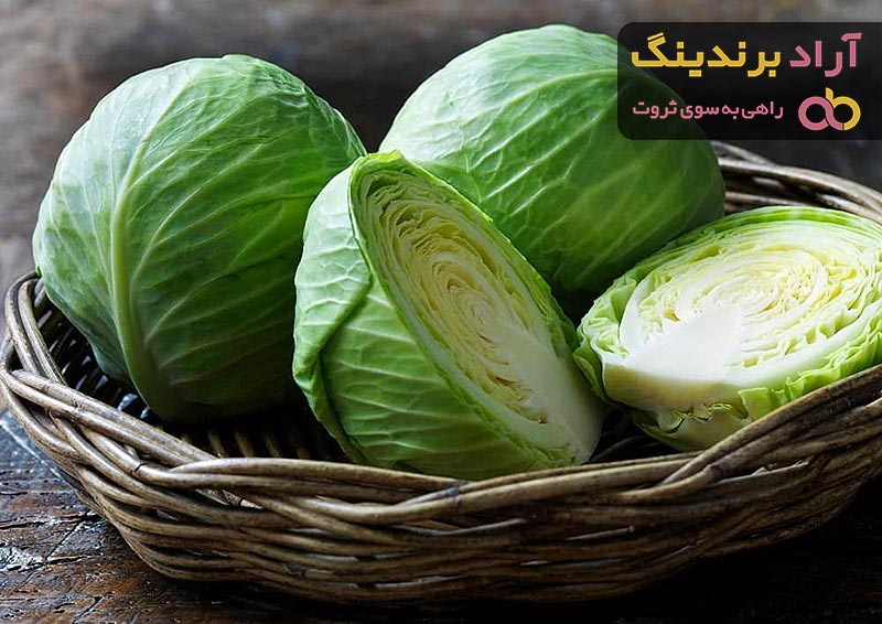 خرید بهترین انواع کلم سفید با قیمت ارزان