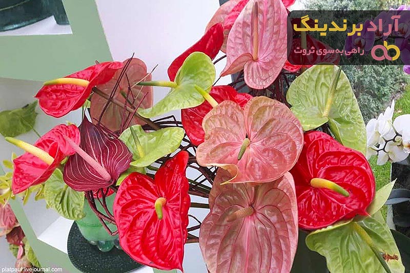 قیمت خرید گل آپارتمانی برگ پهن + عکس