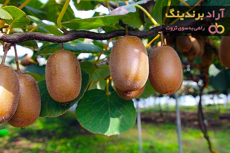 خرید بهترین انواع کیوی پیوندی با قیمت ارزان