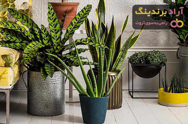 راهنمای خرید گیاهان آپارتمانی لوکس + قیمت عالی