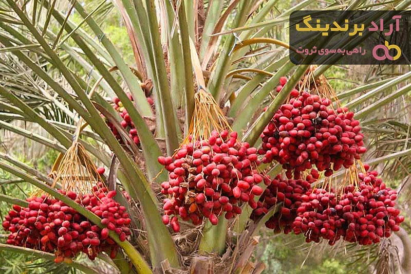 مشخصات خرما مضافتی مرغوب + قیمت خرید