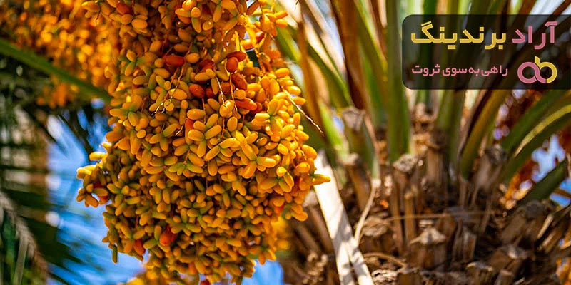 قیمت خرما + خرید و فروش خرما باکیفیت عمده