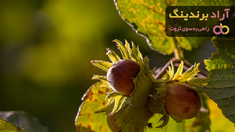 خرید فندق خام بدون پوست + بهترین قیمت