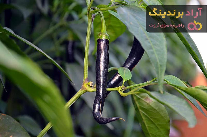 فلفل دلمه ای بلند (Long bell pepper) + قیمت خرید عالی